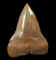 Cheap Great White shark tooth for sale | Buried Treasure Fossils