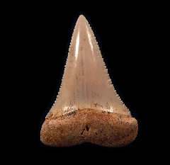 Great White tooth from Chile | Buried Treasure Fossils