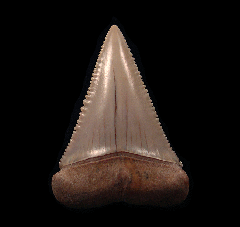 Quality Chile Great White shark tooth for sale | Buried Treasure Fossils
