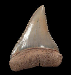 Cheap Great White shark tooth for sale | Buried Treasure Fossils