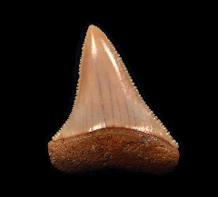 Quality Chile Great White shark tooth for sale | Buried Treasure Fossils