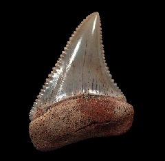 Cheap Great White shark tooth for sale | Buried Treasure Fossils