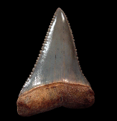Cheap Chilean Carcharodon shark tooth for sale | Buried Treasure Fossils