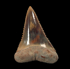Best colorful Great White shark tooth for sale