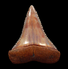 Best colorful Great White shark tooth for sale | Buried Treasure Fossils