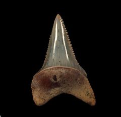 Best colorful Great White shark tooth for sale | Buried Treasure Fossils
