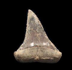 Chilean Great White shark tooth for sale | Buried Treasure Fossils