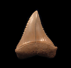 Chilean Carcharodon shark tooth for sale | Buried Treasure Fossils