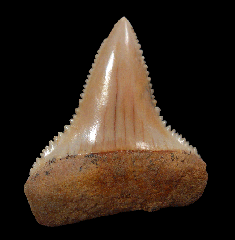Cheap Great White shark tooth for sale | Buried Treasure Fossils