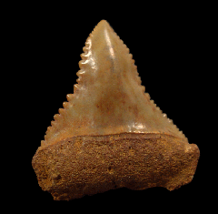 Cheap Great White shark tooth for sale | Buried Treasure Fossils