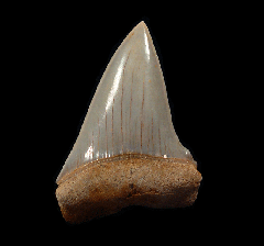 Perfect Chilean Carcharodon hastalis tooth | Buried Treasure Fossils