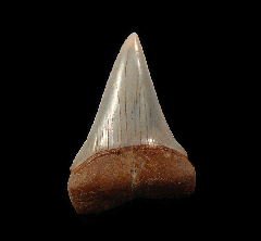 Perfect Carcharodon hastalis shark tooth | Buried Treasure Fossils