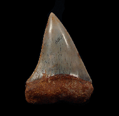 Isurus hastalis tooth from Chile for sale | Buried Treasure Fossils
