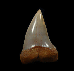 Chilean Mako tooth for sale | Buried Treasure Fossils