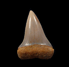 Chilean Mako tooth for sale | Buried Treasure Fossils