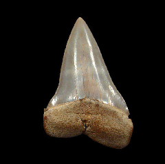 Chilean Mako tooth for sale | Buried Treasure Fossils