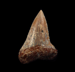 Chilean Mako tooth for sale | Buried Treasure Fossils