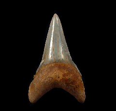 Chilean Mako tooth for sale | Buried Treasure Fossils