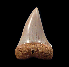 Chilean Mako tooth for sale | Buried Treasure Fossils