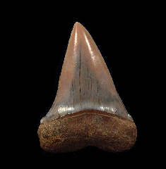 Chilean Mako tooth for sale | Buried Treasure Fossils