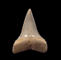 Chilean Mako tooth for sale | Buried Treasure Fossils