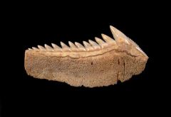 Extra large Chilean Hexanchus tooth for sale | Buried Treasure Fossils