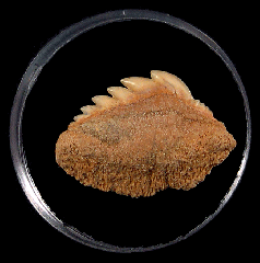Chilean Hexanchus griseus symphyseal tooth for sale 