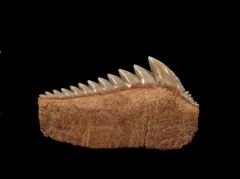 A Large, Top Quality Chilean Hexanchus tooth for sale.  A lower jaw tooth. Fantastic blue color and preservation.