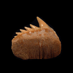 Top Quality Chilean Cow shark tooth for sale | Buried Treasure Fossils