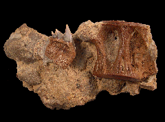 Extra large Chilean Hexanchus upper jaw tooth for sale