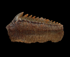 Chilean Hexanchus griseus shark tooth 