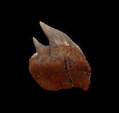 Top Quality Chilean Cow shark tooth for sale | Buried Treasure Fossils