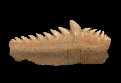 Perfect Chilean Hexanchus griseus tooth for sale | Buried Treasure Fossils