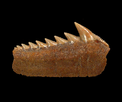 Perfect Chilean Hexanchus griseus tooth for sale | Buried Treasure Fossils