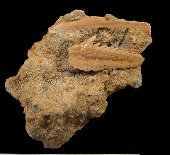 Perfect Chilean Hexanchus griseus tooth for sale | Buried Treasure Fossils