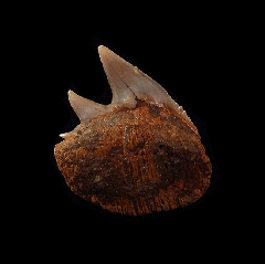 Rare Cow shark from Chile for sale | Buried Treasure Fossils