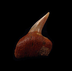 Large Chilean Hexanchus griseus shark tooth for sale | Buried Treasure Fossils