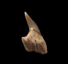 Top Quality Chilean Cow shark tooth for sale | Buried Treasure Fossils