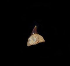 Squatina biforis