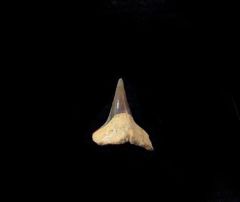 Squatina biforis