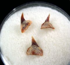 Squatina biforis