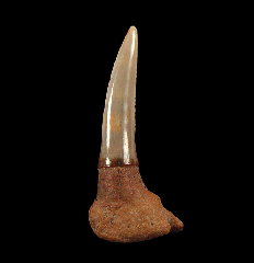 Pristiophorous Saw shark tooth for sale | Buried Treasure Fossils
