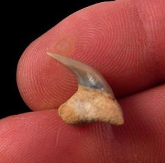 Rare Megachasma shark tooth for sale | Buried Treasure Fossils