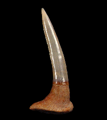 Pristiophorous Saw shark tooth for sale | Buried Treasure Fossils