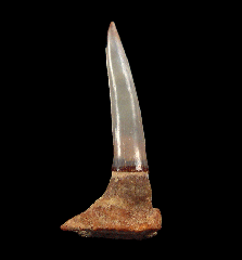 Pristiophorous Saw shark tooth for sale | Buried Treasure Fossils