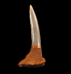 Pristiophorous Saw shark tooth for sale | Buried Treasure Fossils