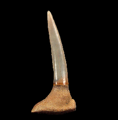 Pristiophorous Saw shark tooth for sale | Buried Treasure Fossils