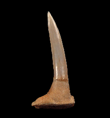 Pristiophorous Saw shark tooth for sale | Buried Treasure Fossils