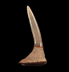 Pristiophorous Saw shark tooth for sale | Buried Treasure Fossils