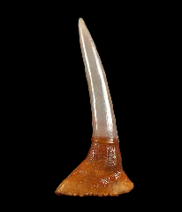 Pristiophorous Saw shark tooth for sale | Buried Treasure Fossils
